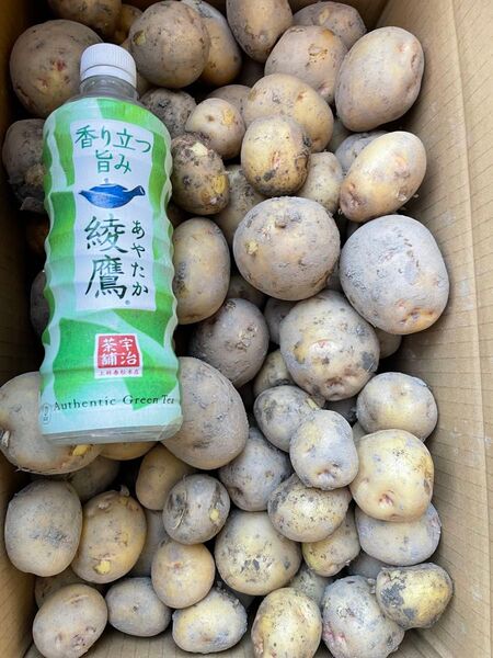 農家さんより直送!淡路島産新じゃがいも、きたあかり。10kg、S、Mサイズ!