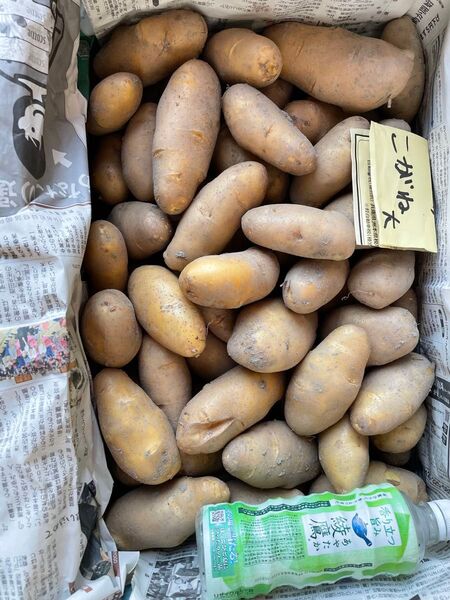 農家さんより直送!淡路島産新じゃがいも、こがね。10kg、M、Lサイズ!