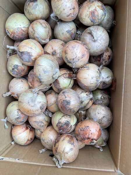 最終間近。七宝秀品10kg!淡路島南あわじ産、新たまねぎ!M、L
