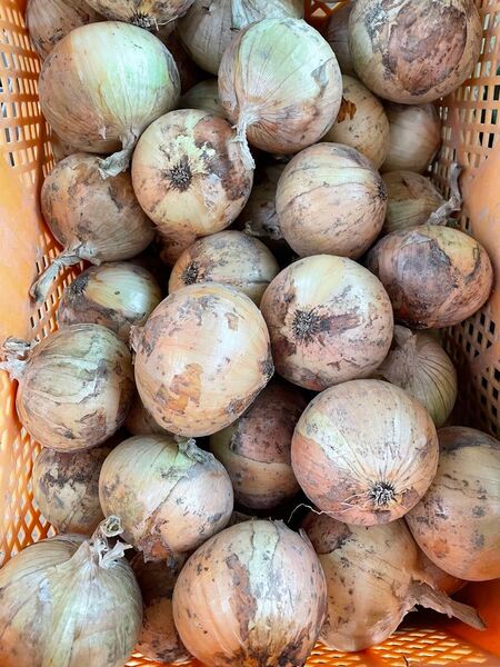 激安、七宝秀品10kg!淡路島南あわじ産、新たまねぎ!M、L