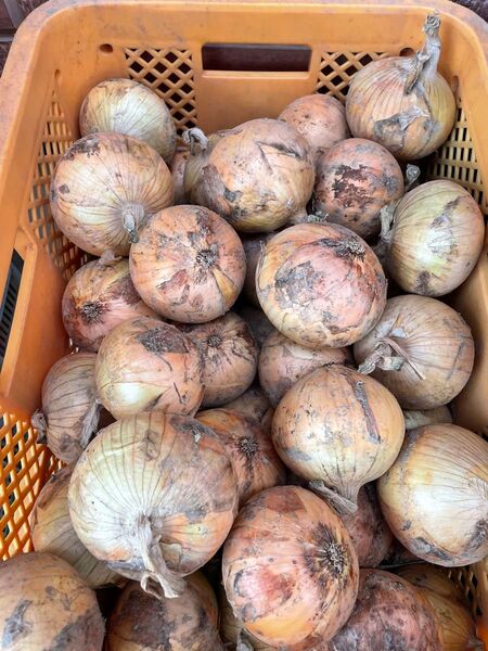 七宝秀品10kg!淡路島南あわじ産、新たまねぎ!M、L