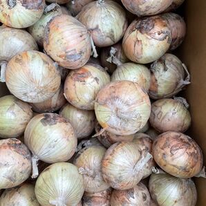 七宝最終間近、秀品10kg!淡路島南あわじ産、新たまねぎ!M、L