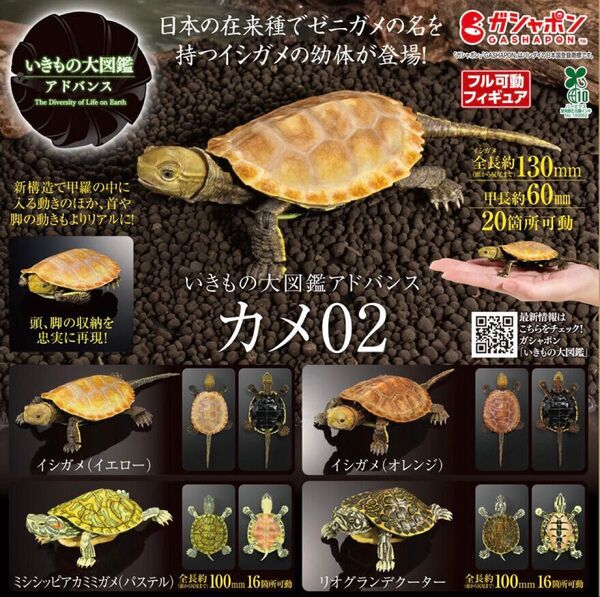 いきもの大図鑑アドバンス カメ02 全4種セット ガチャ 送料無料 匿名配送