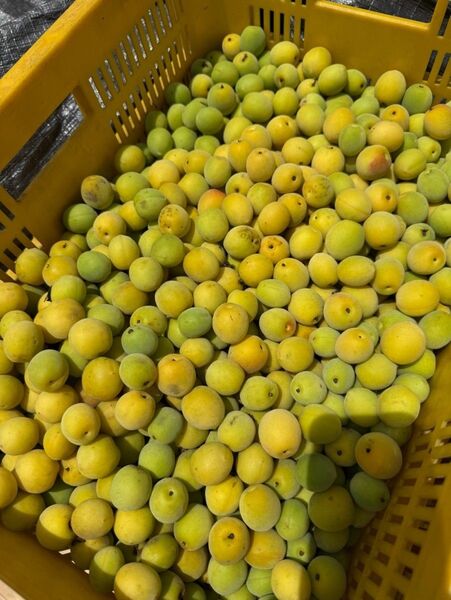 梅 完熟梅 家庭用 約5キロ 小粒南高 タイムセール