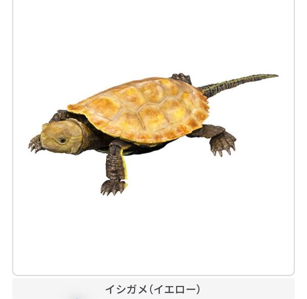 いきもの大図鑑アドバンス カメ02 イシガメ イエロー フィギュア バンダイ BANDAI ガチャ ガシャポン
