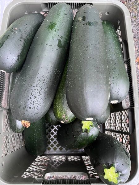 特大!栃木県産ズッキーニ 約5kg 栽培期間中農薬不使用