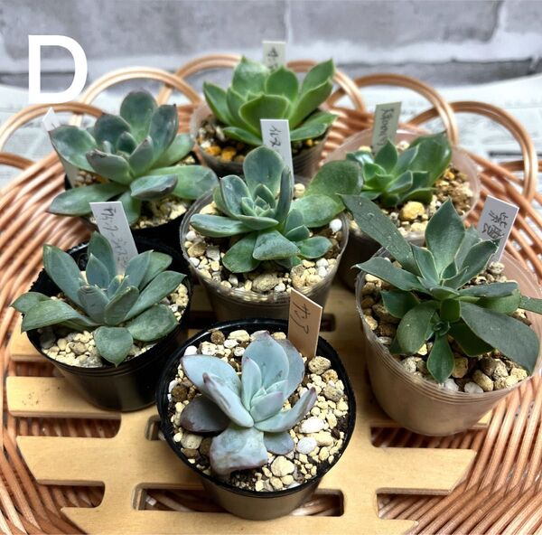 多肉植物エケベリア 葉挿しっ子抜き苗セット D