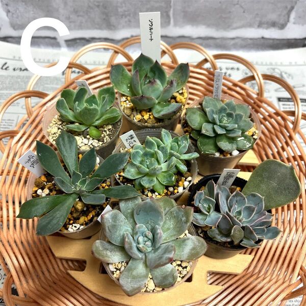 多肉植物エケベリア 葉挿しっ子抜き苗セット C