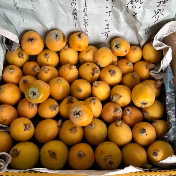 訳あり びわ 1kg 無農薬