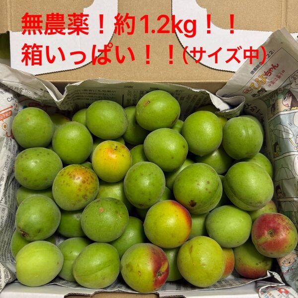 【大人気】青梅 約1.2kg強 梅干し 梅シロップ 梅酒 梅ジュース 梅味噌