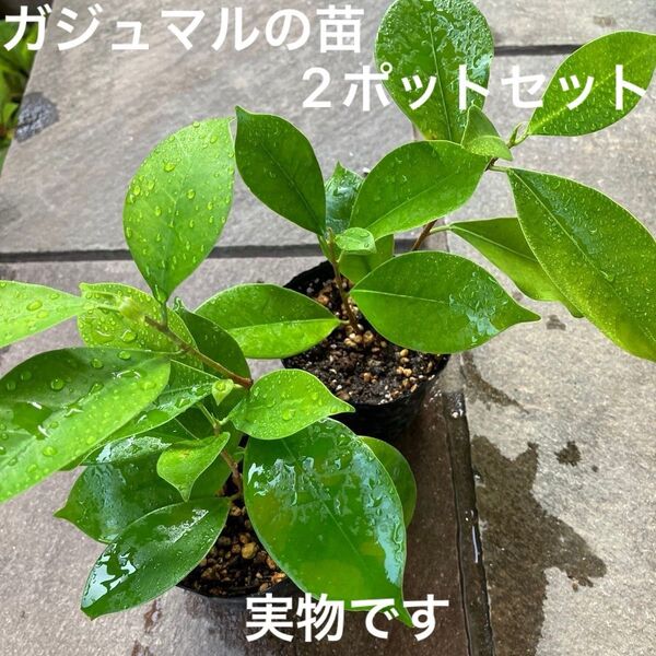 ガジュマルの苗2ポットセット