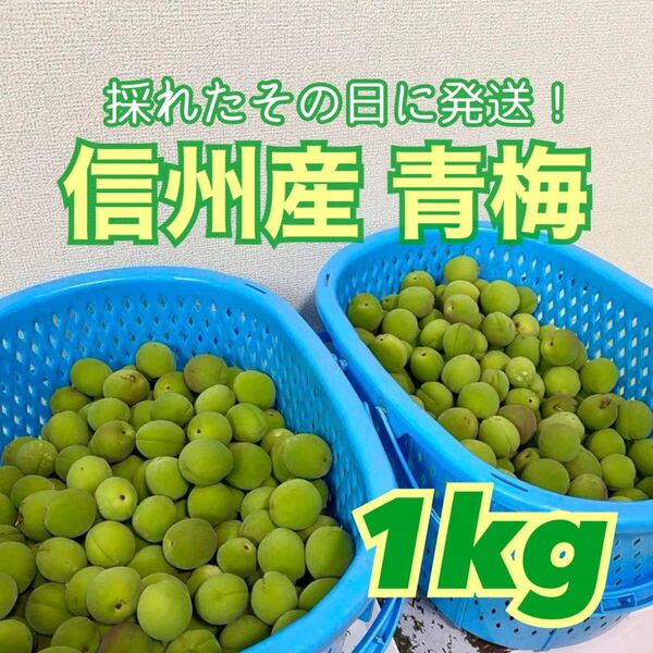 長野県産 信州産 青梅 1kg 採れたて新鮮 採れたその日に即日発送 梅シロップ カリカリ梅 梅酒作り 梅ジャム 大量 2