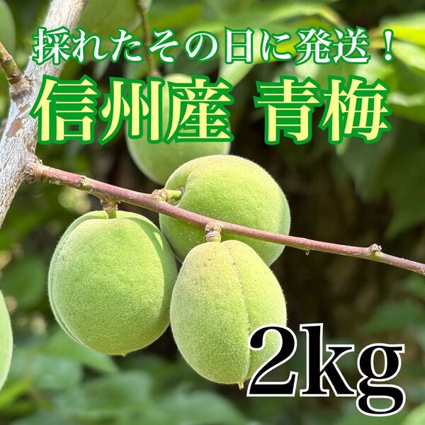 長野県産 信州産 青梅 2kg 採れたて新鮮 採れたその日に即日発送 梅シロップ カリカリ梅 梅酒作り 梅ジャム 大量 6