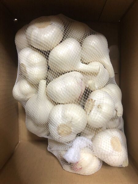 【生産者直送】令和7年 青森県産 生にんにく Mサイズ 1kg 福地ホワイト六片 新物 農家直送