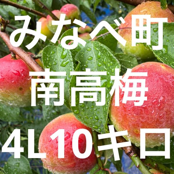 和歌山県みなべ町 南高梅 24時間以内収穫分4Lサイズ10キロ