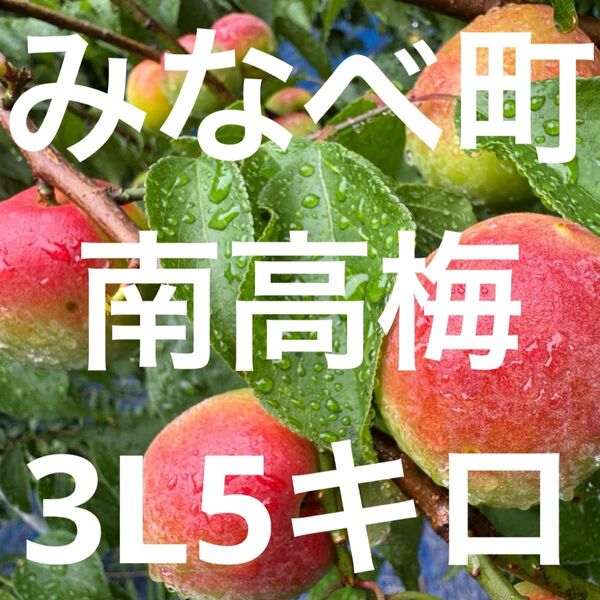 和歌山県みなべ町 南高梅 24時間以内収穫分3Lサイズ5.キロ