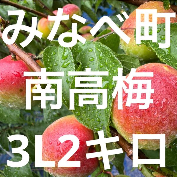 和歌山県みなべ町 南高梅 24時間以内収穫分3Lサイズ2キロ