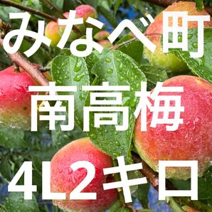 和歌山県みなべ町 南高梅 24時間以内収穫分4Lサイズ2キロ