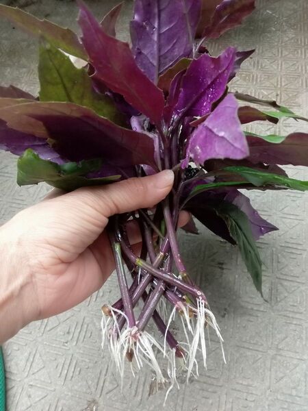 野菜苗 ハンダマ 水前寺菜