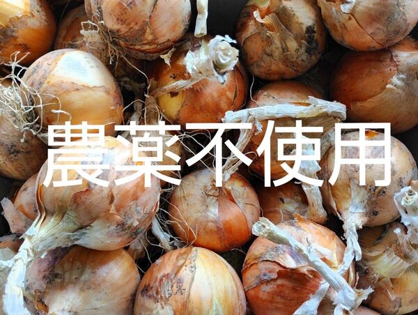 タマネギ たまねぎ 玉ねぎ 農薬不使用 10㎏ 家庭菜園 産地直送