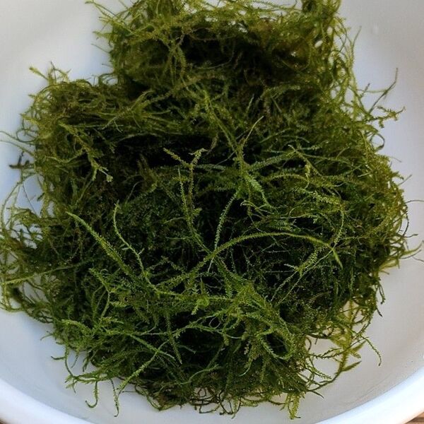 ウィローモス 約20g 水草 浮草 メダカ アクアリウム