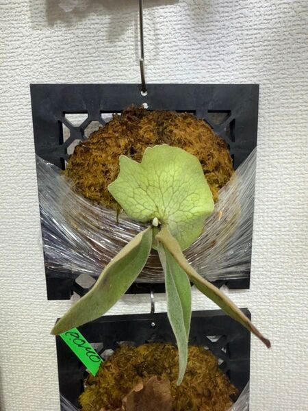P Pedro Tatsuta spore 板付 ウィリンキー ペドロタツタ ビカクシダ 胞子培養 willinckii