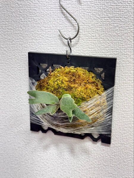 P willinckii Bacteria spore ビカクシダ ドワーフ dwarf コウモリラン 胞子培養