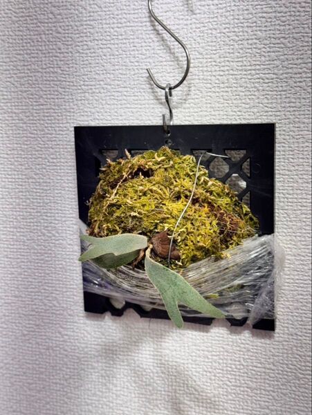 P willinckii Bacteria spore ビカクシダ ドワーフ dwarf コウモリラン 胞子培養 バクテリア