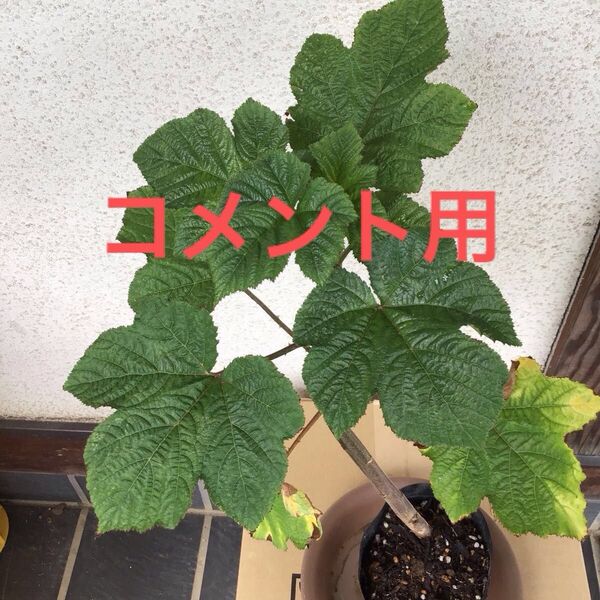 ラズベリー スーパーラズベリー苗 立木性 強健 多収穫