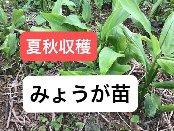 ミョウガ みょうが苗 夏秋ミョウガ 無農薬栽培