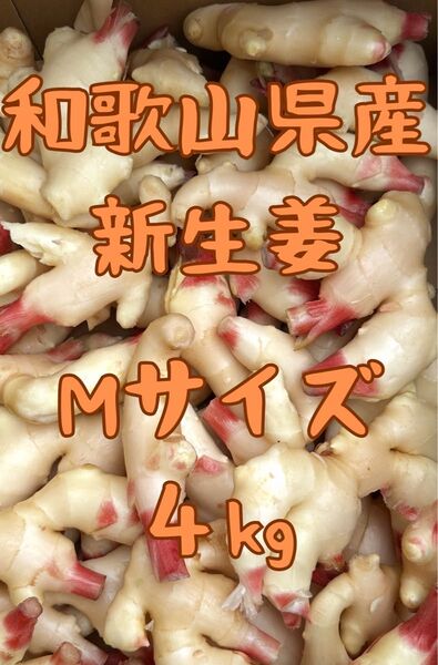 【正規品】新生姜しょうが4kgMサイズ 和歌山県産