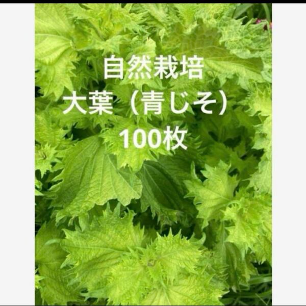 兵庫県産 新鮮 採れたて大葉(青じそ) 自家栽培野菜 大小 100枚