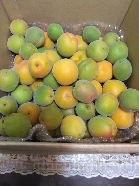 神奈川産 青梅 無農薬 2kg(ダンボール箱入り)