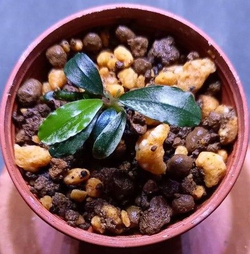 Bucephalandra sp.variegata ブセファランドラ斑入り バリエガータ