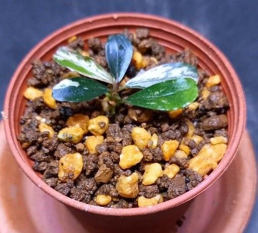 Bucephalandra sp.variegata ブセファランドラ斑入り バリエガータ