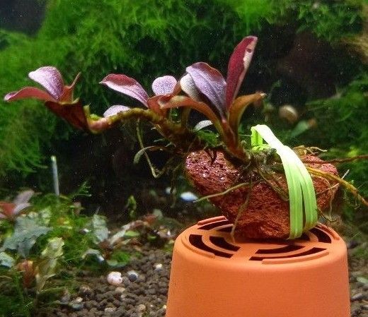 Bucephalandra sp. Dracula 水中育成株 溶岩石は付属しません。