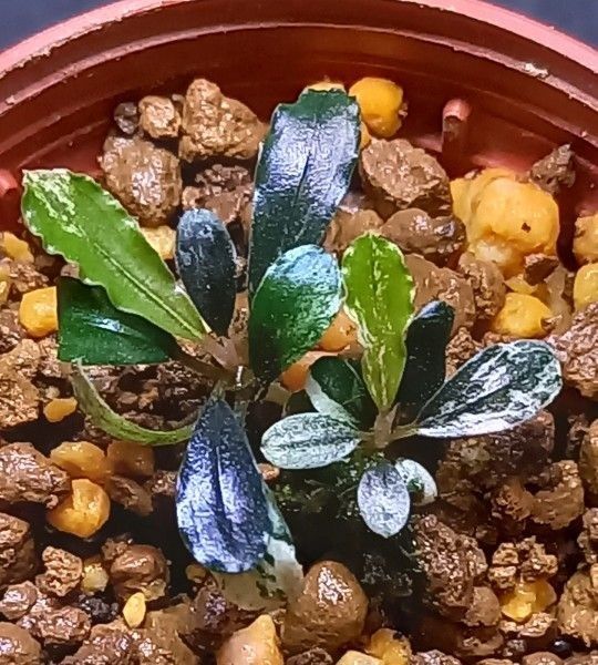 Bucephalandra sp.variegata ブセファランドラ斑入り バリエガータ