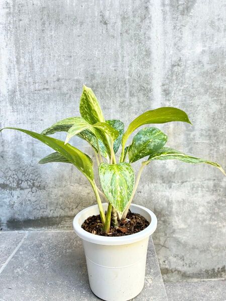 アグラオネマ ビクトリー 鉢