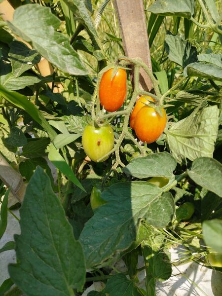野菜苗 10本 ミニトマト 赤オクラ 赤紫蘇 オクラ