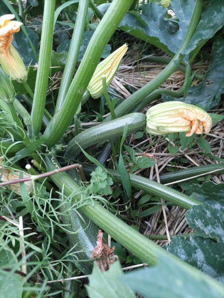 新鮮 野菜詰め合わせ 80サイズ ズッキーニ 春キャベツ 花芯白菜 新玉ねぎ