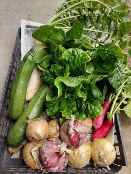 新鮮 野菜詰め合わせ 80サイズ ズッキーニ キャベツ 花芯白菜 新玉ねぎ、赤玉ねぎ
