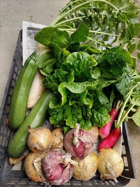 新鮮 野菜詰め合わせ 80サイズ ズッキーニ 新玉ねぎ 赤玉ねぎ