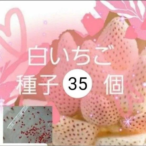 【同梱で50円値引き】 白いちご 種子 35個 令和6年度採取