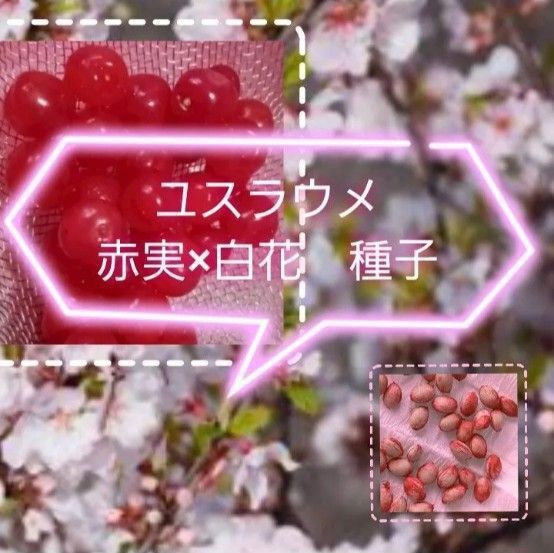 【同梱で50円値引き】 ユスラウメ 種子 白花 赤実 20個 令和7年5月採取 農薬を使わず自家採取