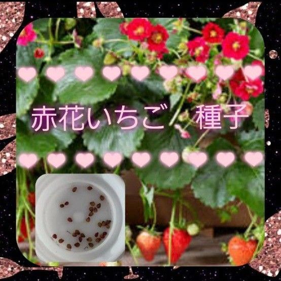 【同梱で50円値引き】赤花 いちご 種子 30個