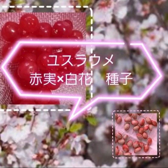 【同梱で50円値引き】 ユスラウメ 種子 白花 赤実 10個 令和7年5月採取 農薬を使わず自家採取