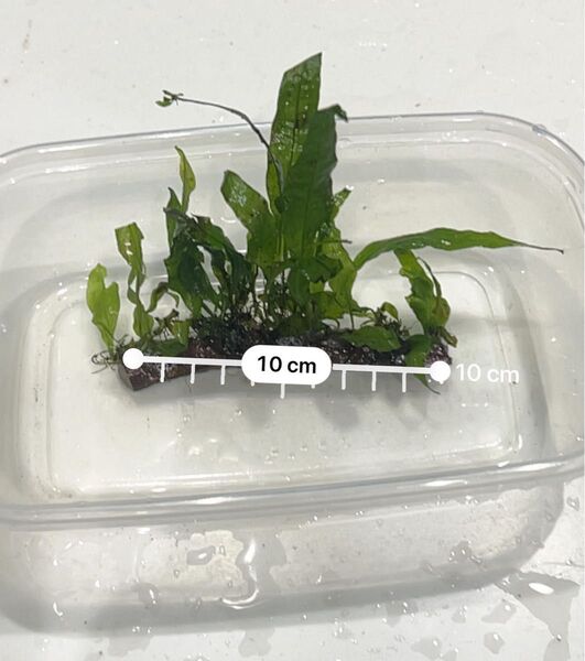 ミクロソリウム 大量セット 流木付き 約10cm 無農薬 水草