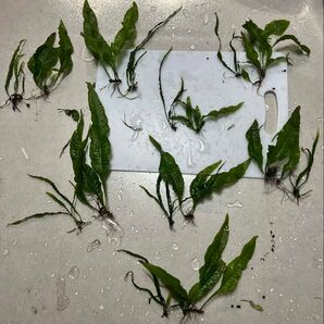 ミクロソリウムセミナロー ミクロソリウム セット 無農薬 水中葉