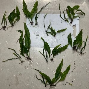ミクロソリウム ミクロソリウムナロー 水上株 水中葉