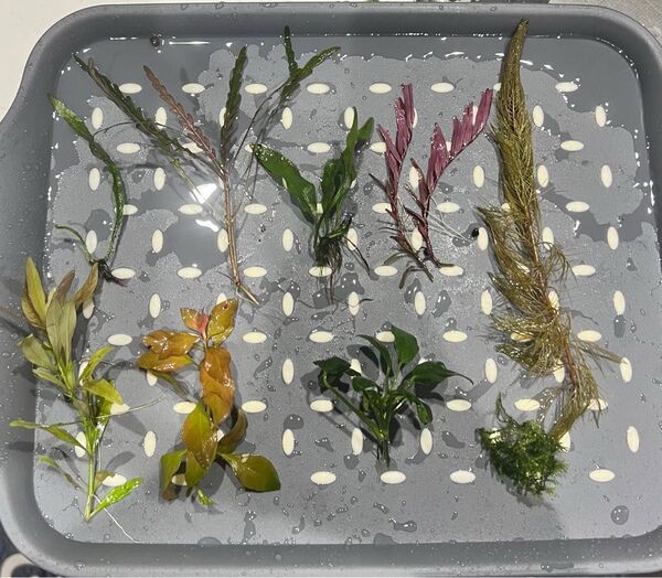 水草 9種セット ミクロソリウム ウインディロフ 無農薬 水中草